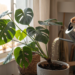 Monstera pflegen