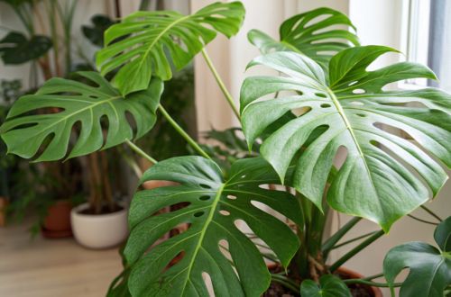 Monstera vermehren