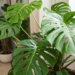 Monstera vermehren