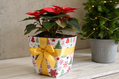 Zimmerpflanze als Weihnachtsgeschenk