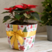 Zimmerpflanze als Weihnachtsgeschenk